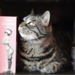 Portrait-Bild der Firmenkatze