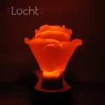 Lücht-Klassiker Rose, hier in Orange